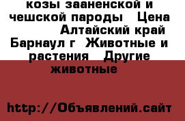 козы зааненской и чешской пароды › Цена ­ 10 000 - Алтайский край, Барнаул г. Животные и растения » Другие животные   